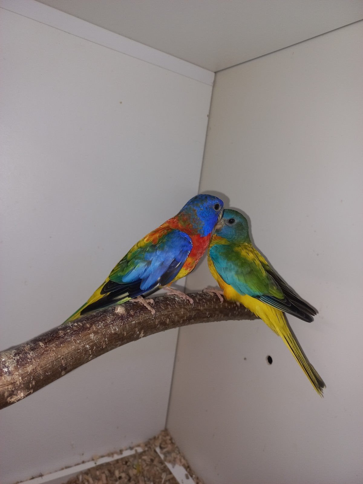 Splendid parkieten te koop, Dieren en Toebehoren, Vogels | Parkieten en Papegaaien, Meerdere dieren, Parkiet