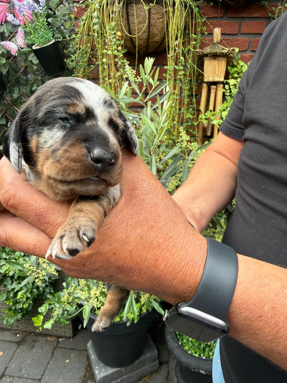 Dwerg teckel pups, Parvo, 8 tot 15 weken, Korthaar, Dwerg