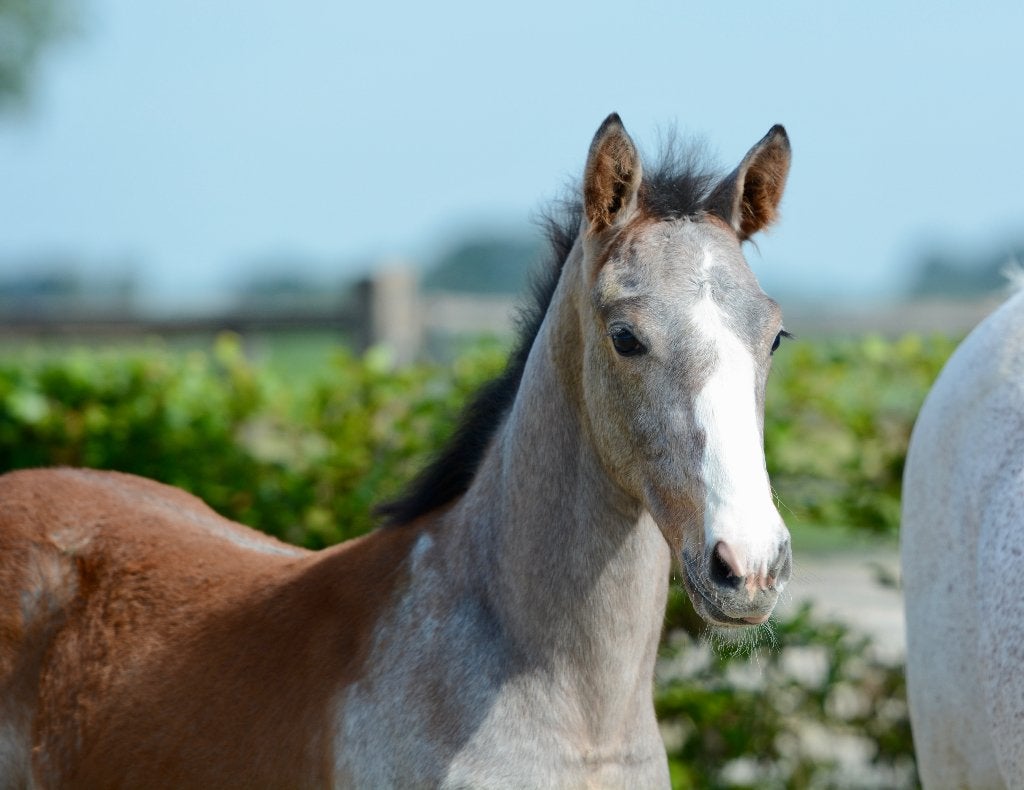 hengstveulen van O'Bailey vh Brouwershof, Dieren en Toebehoren, Springpaard, Minder dan 160 cm, Met stamboom, Niet van toepassing