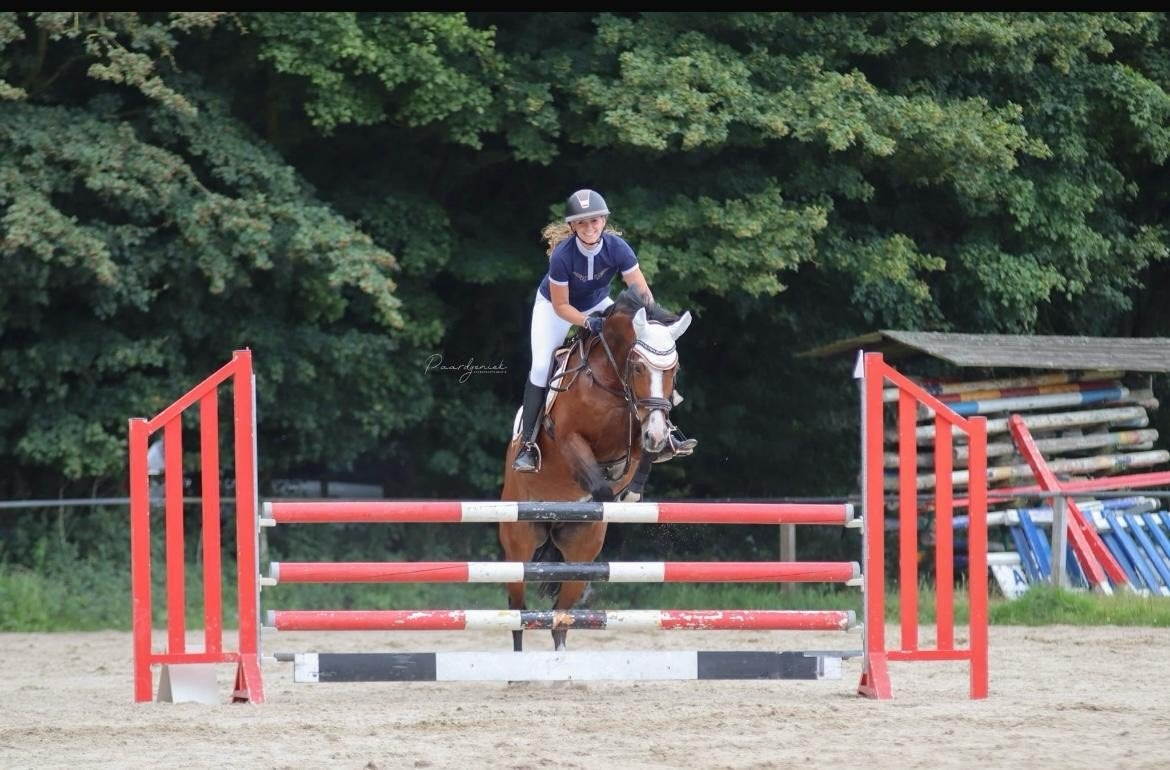springpaard recreatiepaard fokmerrie allround, Dieren en Toebehoren, Merrie, Z, 160 tot 165 cm, 11 jaar of ouder
