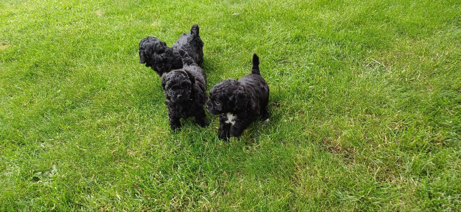 toypoedel pups, Meerdere dieren, Overige soorten