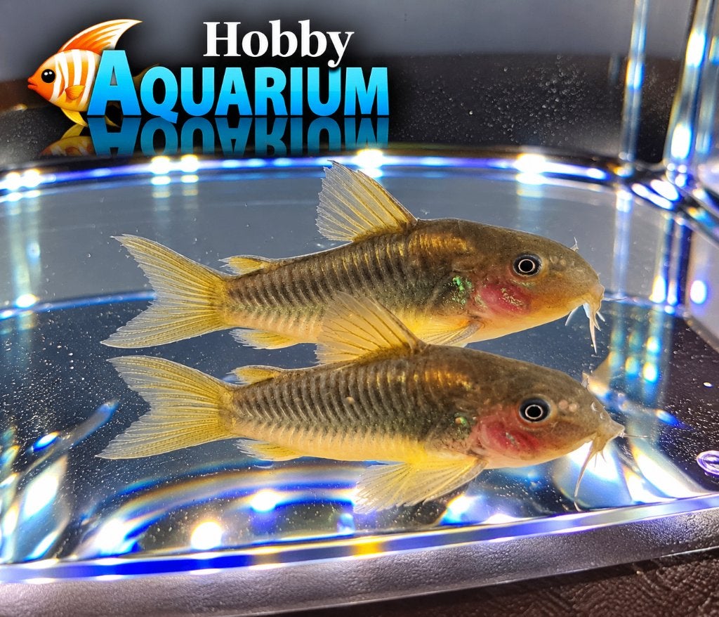 Hobbyaquarium Corydoras Goldline Woe 21 okt 12/20u aktie, Vis, Zoetwatervis, Schoolvis