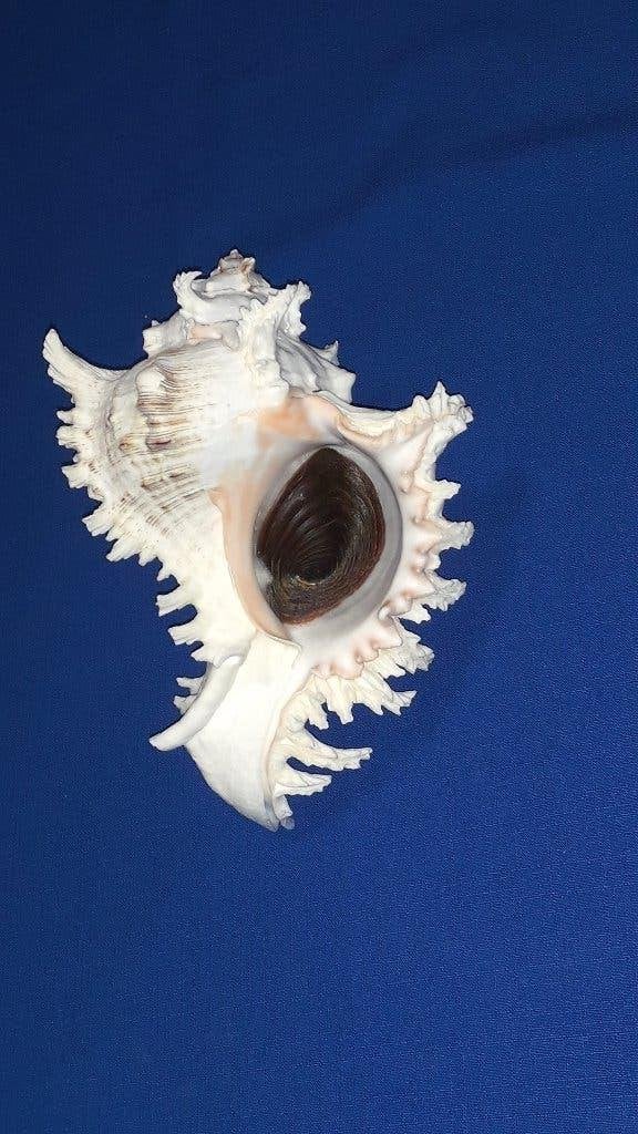 Schelpen, Chicoreus ramosus, Ophalen of Verzenden, Schelp(en)