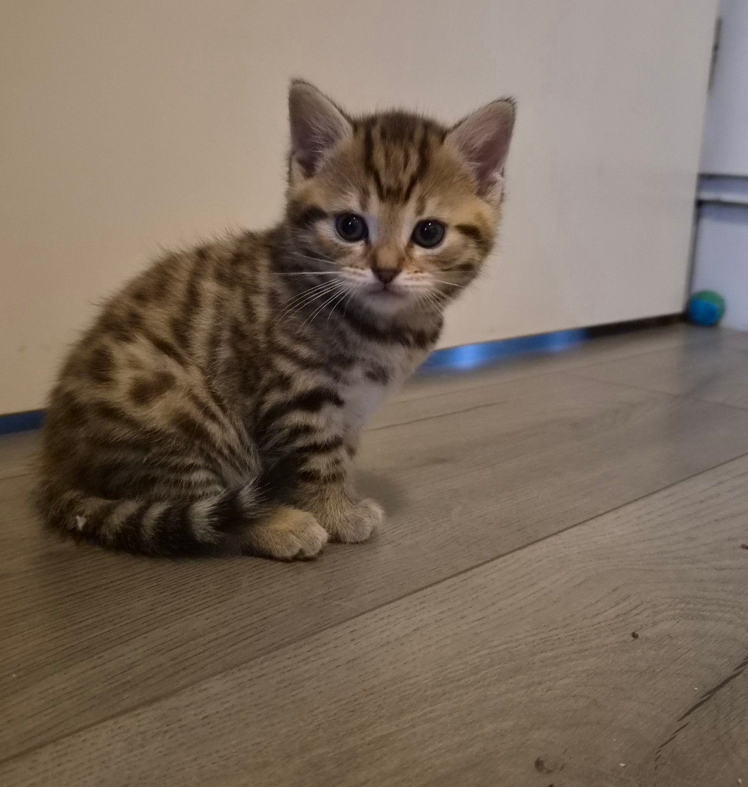 Halve britse korthaar kittens mogen 29 augustus t nestje uit, Dieren en Toebehoren, Poes