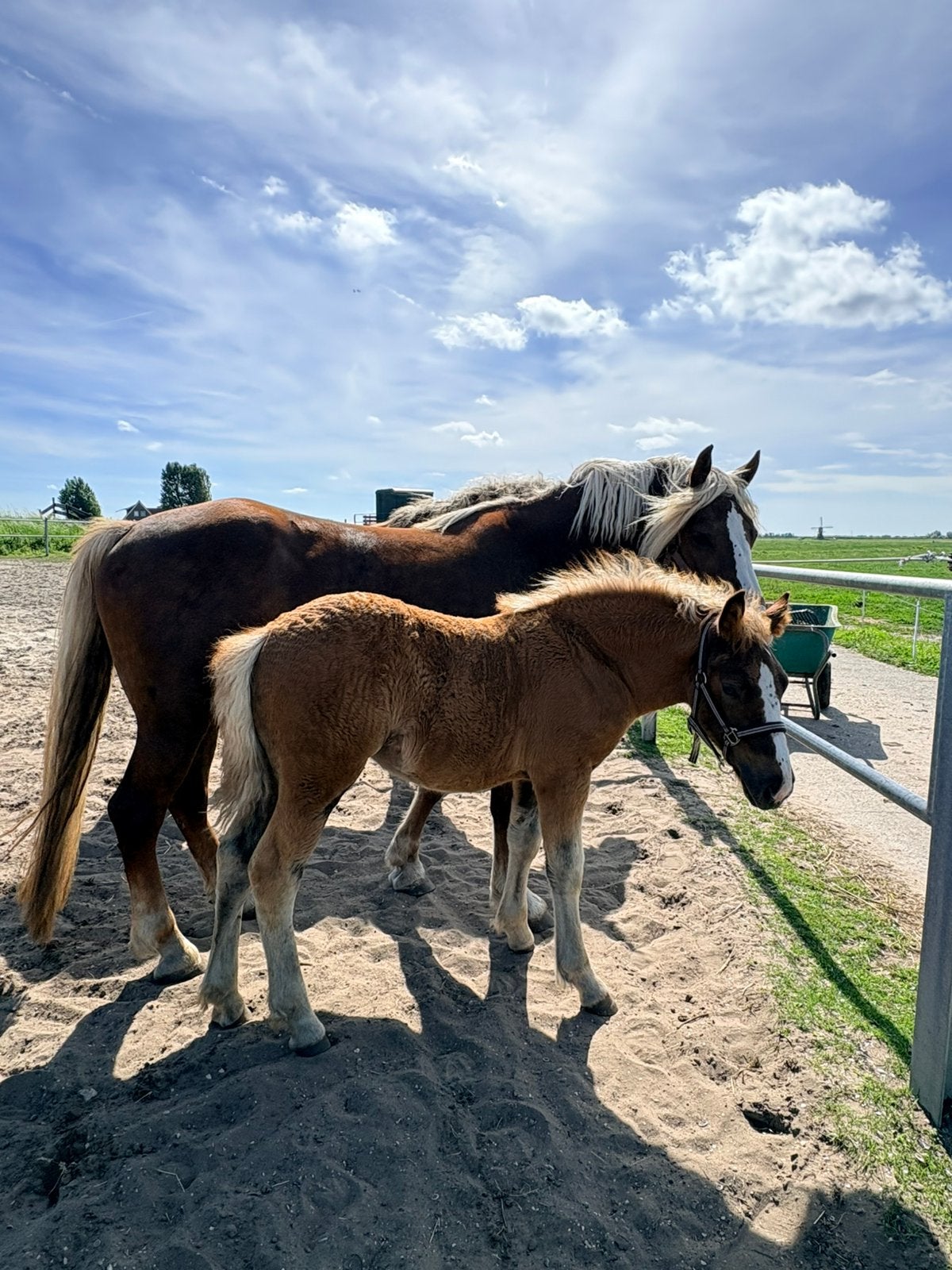 Schwarzwalder fuchs merrie veulen, Dieren en Toebehoren, Merrie, Minder dan 160 cm, Niet van toepassing, Dressuurpaard