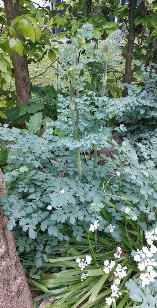 Poelruit (Thalictrum) geel, Ophalen, Overige soorten, Minder dan 100 cm