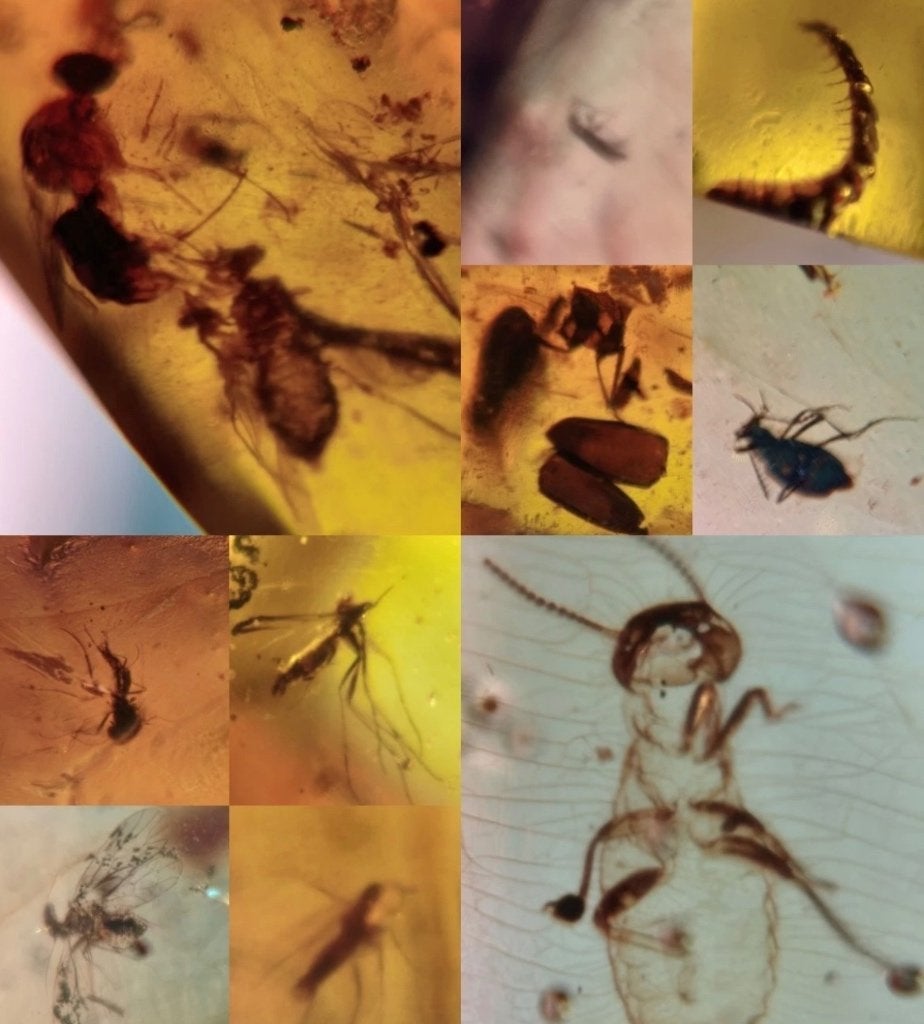 Barnsteen met insectjes, Ophalen of Verzenden, Fossiel