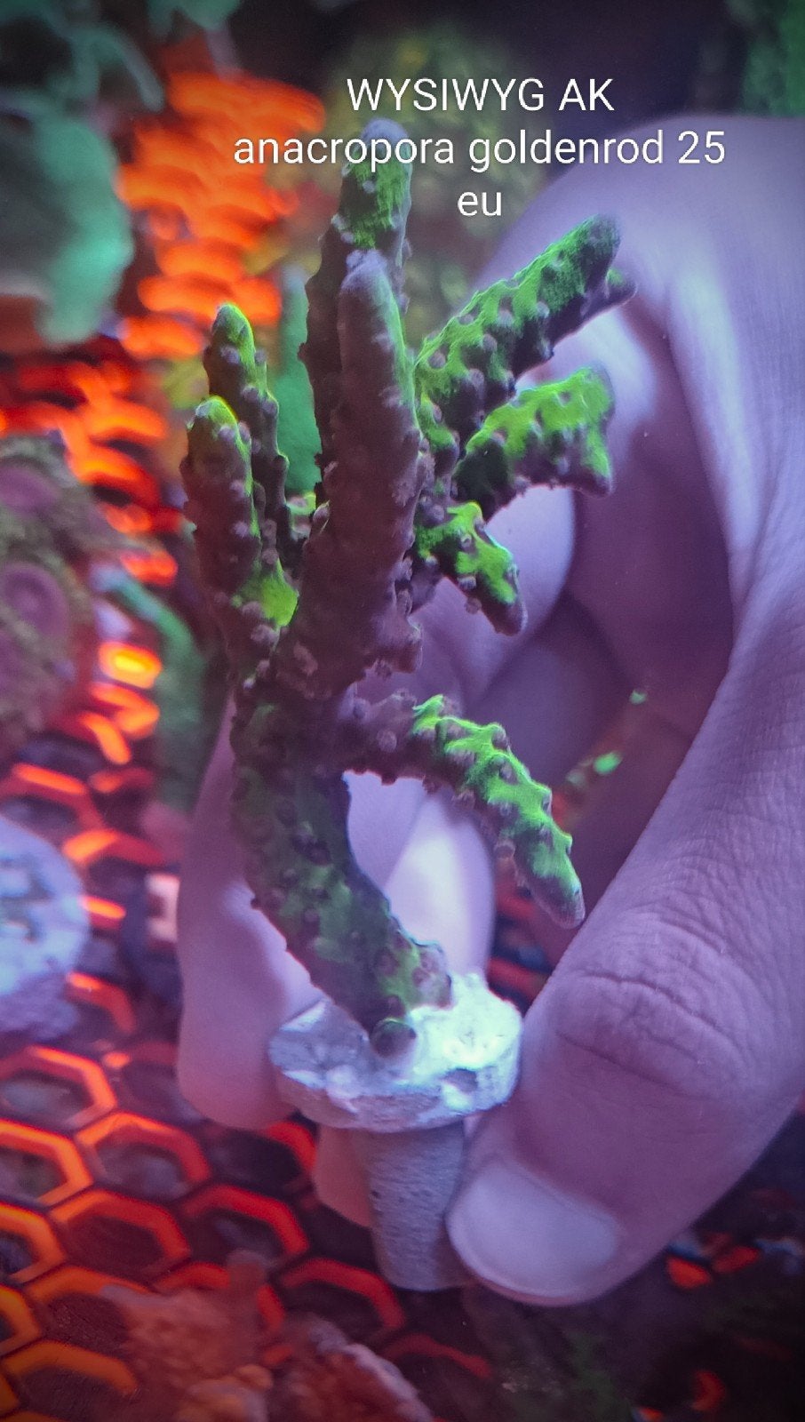 WYSIWYG AK anacropora goldenrod grote stek, Dieren en Toebehoren, Vissen | Aquariumvissen, Zoutwatervis