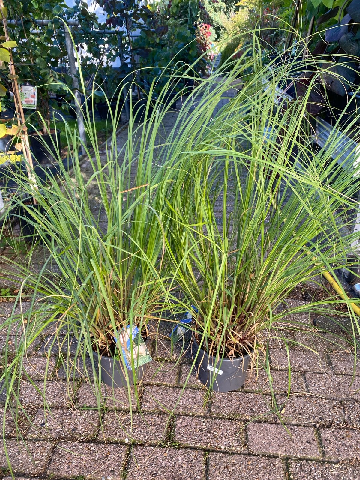 Cortaderia selloana 'Pumila' - Pampasgras, Ophalen, Volle zon, Vaste plant, Siergrassen