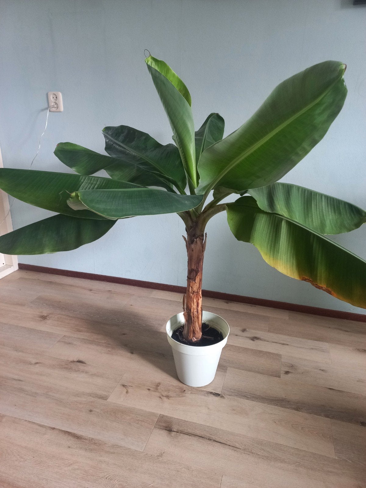 Mooie bananen plant, Ophalen, 100 tot 150 cm, Overige soorten, Halfschaduw