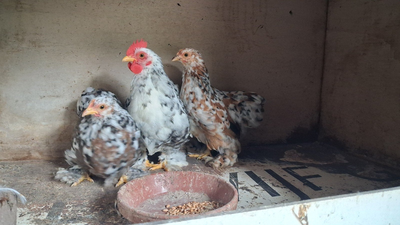 Kriel kip kuikens te koop, Dieren en Toebehoren, Pluimvee, Meerdere dieren, Kip