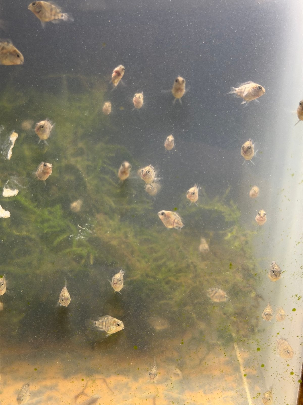 90 jonge Polar Cichlids, Dieren en Toebehoren, Vissen | Aquariumvissen, Vis, Zoetwatervis, Schoolvis