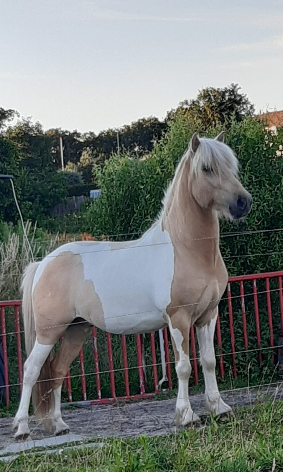 Verzorgster/bijrijder gezocht in Leidschendam, Dieren en Toebehoren, Ophalen of Verzenden