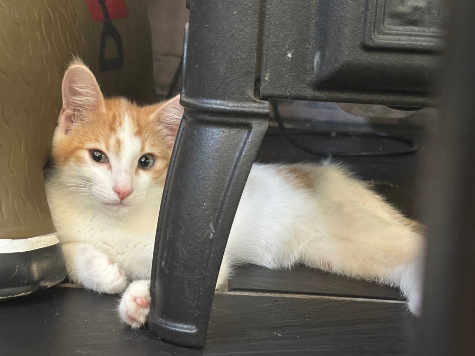 Kitten, Dieren en Toebehoren, Katten en Kittens | Overige Katten, Kortharig, Kater, 0 tot 2 jaar