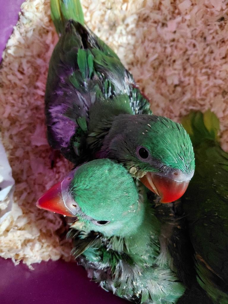 Echt tam ? Ja - echt tam ! Grote Alexander-parkieten., Dieren en Toebehoren, Vogels | Parkieten en Papegaaien, Meerdere dieren