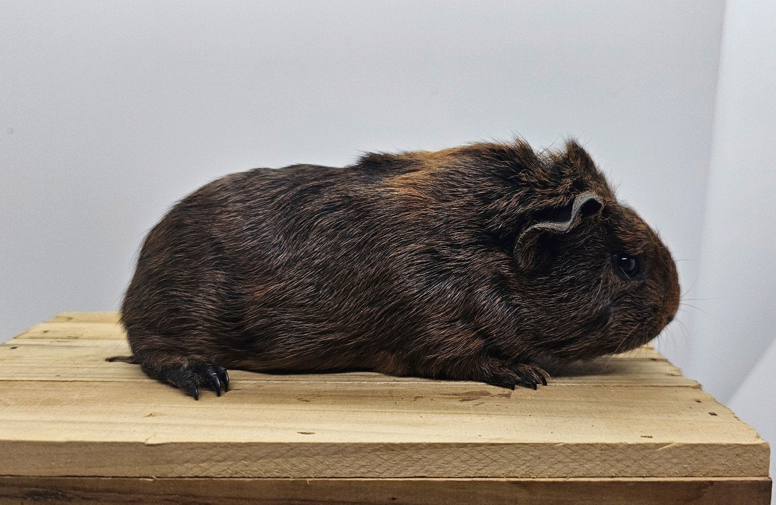 Skinnydrager beertje, Cavia, Mannelijk, Mei, Tam