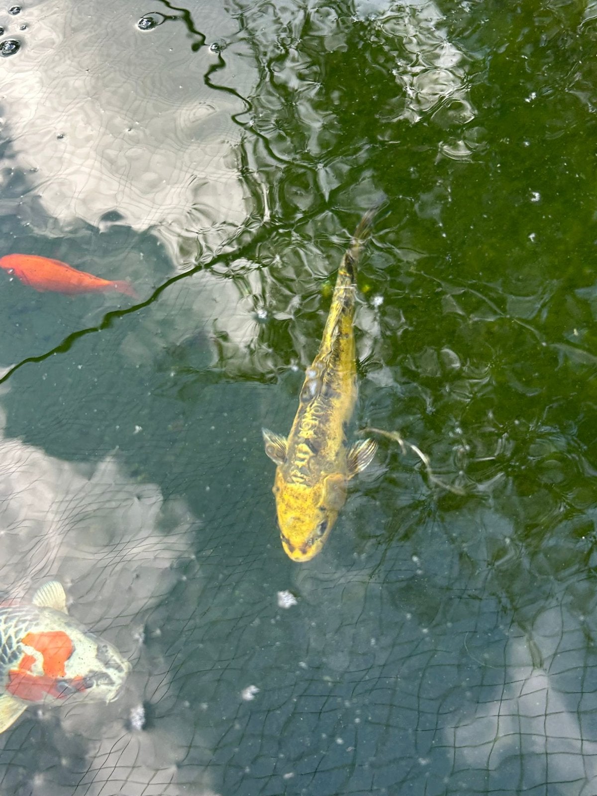 Goud-gele doistu koi (japans) 30-35cm, Dieren en Toebehoren, Vissen | Vijvervissen, Karper of Koi