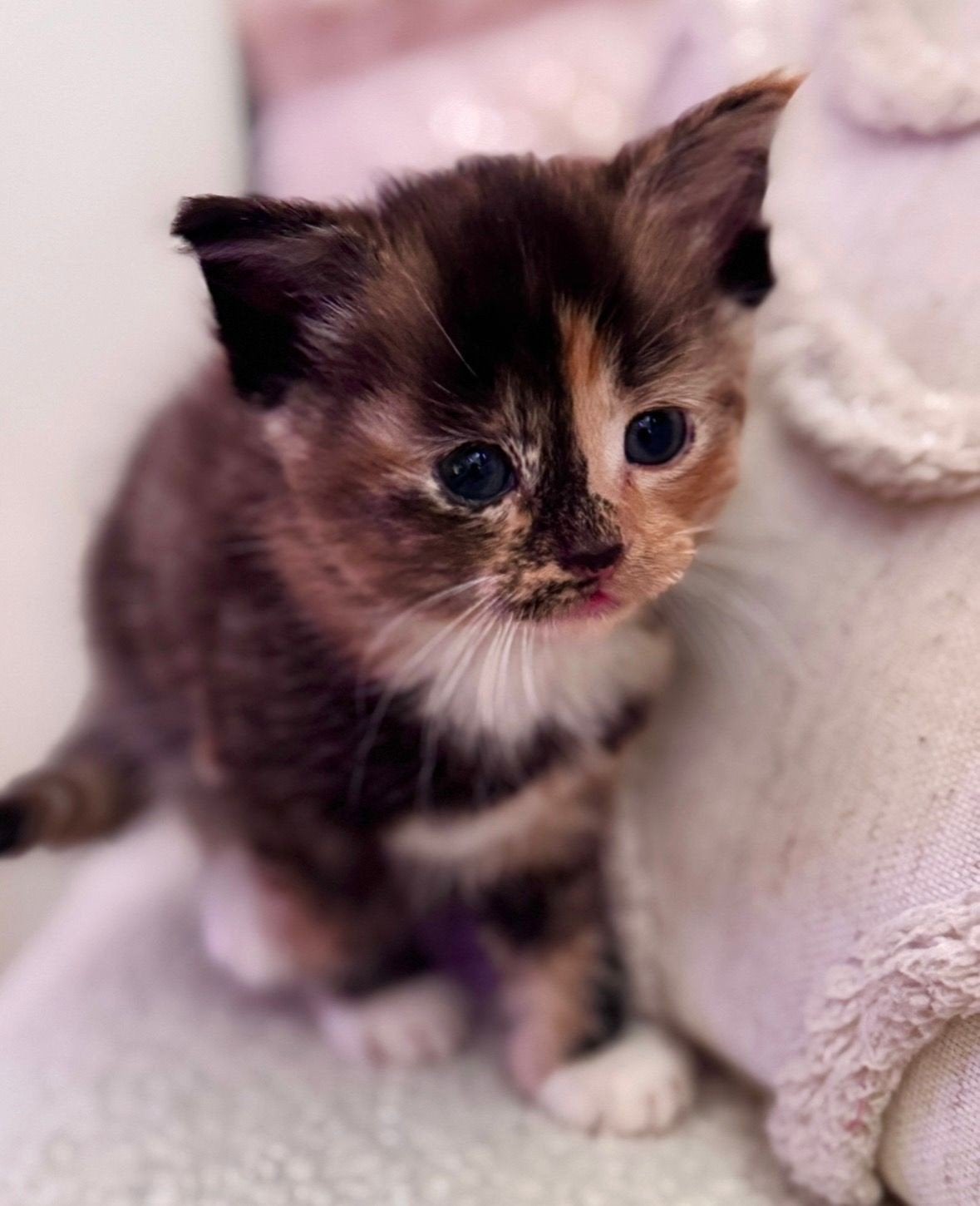 Lapjes kitten, Poes