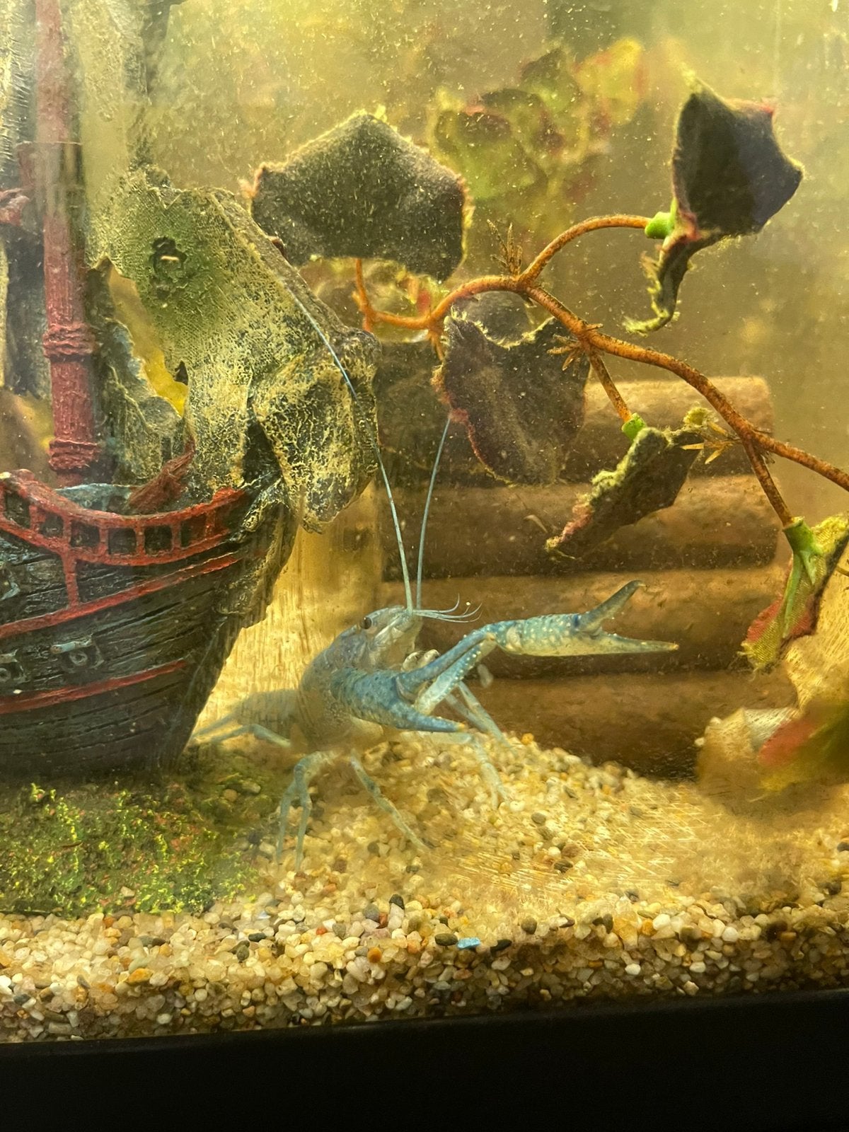 Blauwe Florida kreeftjes, Dieren en Toebehoren, Vissen | Aquariumvissen, Kreeft, Krab of Garnaal, Zoetwatervis