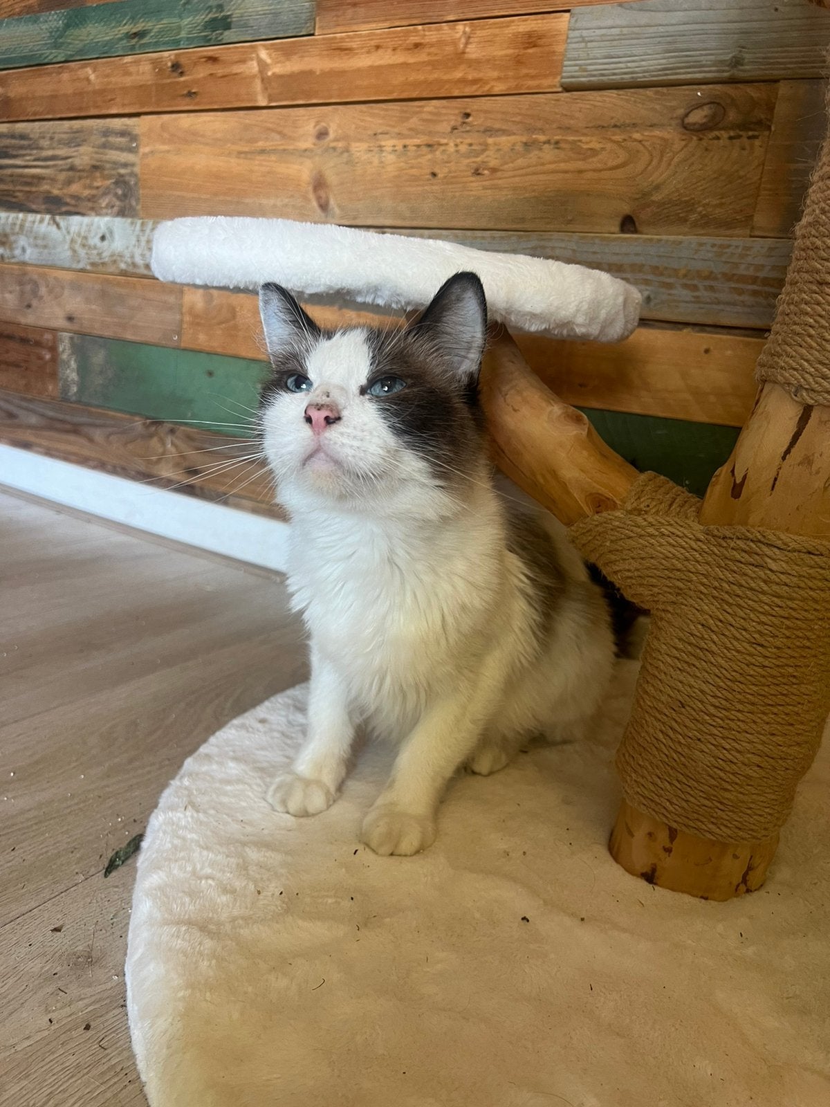 Ragdoll poes, Meerdere dieren