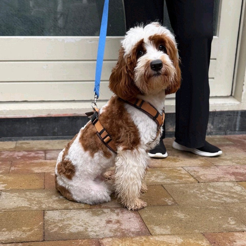 Australian labradoodle reutje zoekt gastgezin, Parvo, 15 weken tot 1 jaar, Eén hond, Nederland