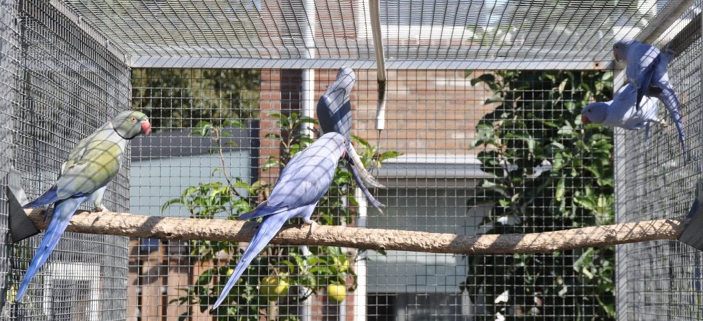 Kweekkoppel halsbanden, Dieren en Toebehoren, Vogels | Parkieten en Papegaaien, Meerdere dieren, Parkiet, Geringd