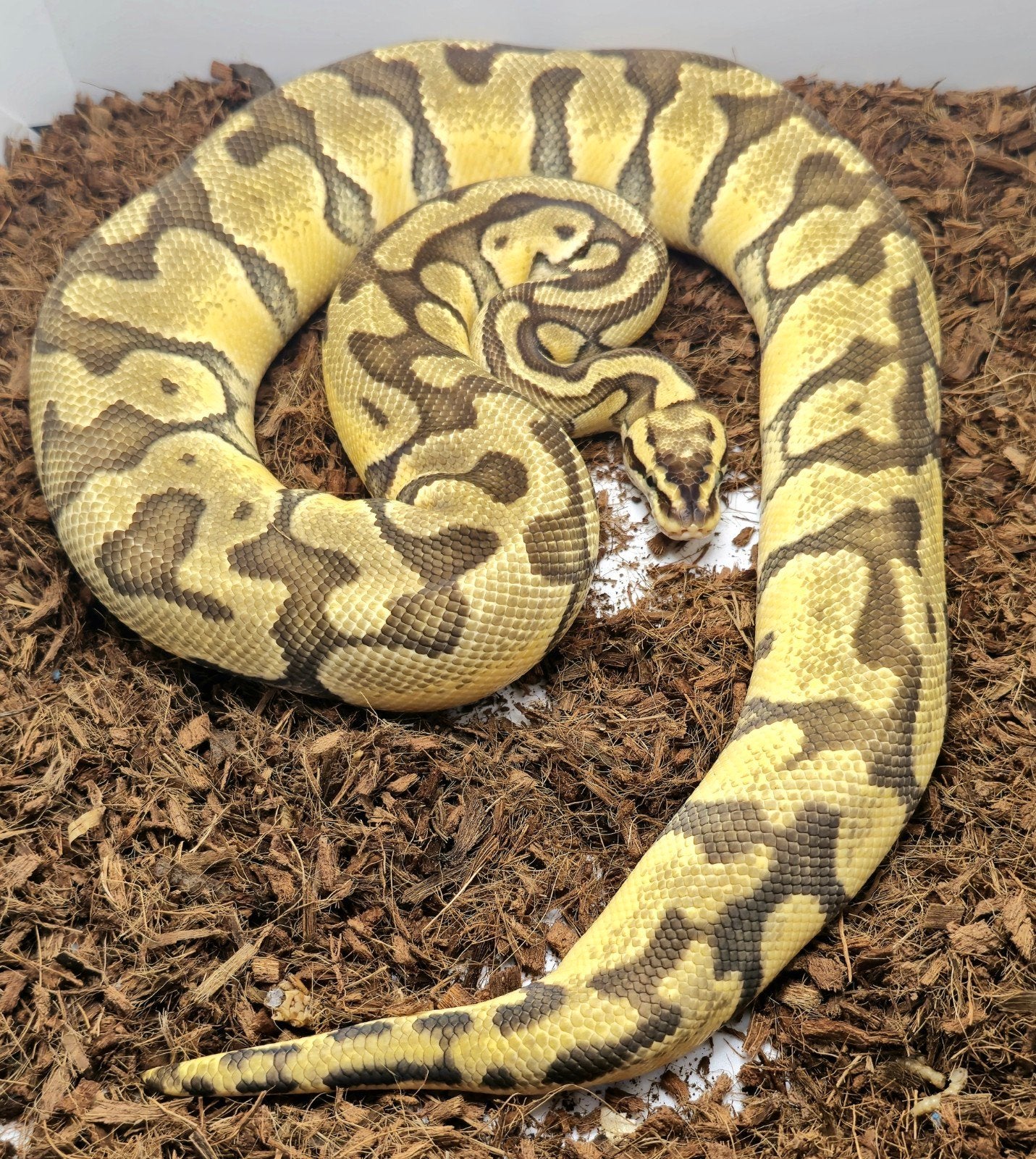 0.1 Orange Dream Enchi Pastel het. Clown Ball Python - female for sale from Elise