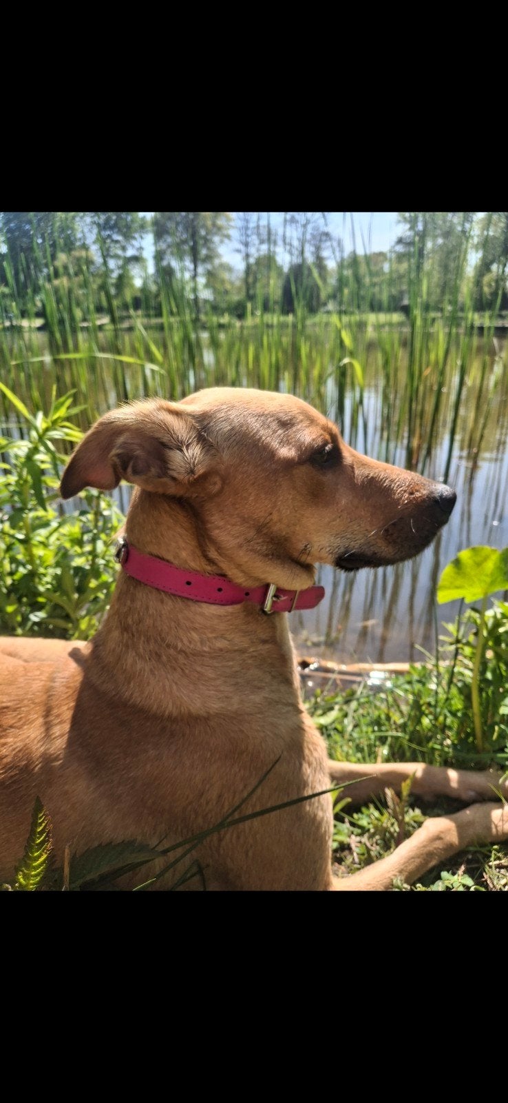 Honden oppas gezocht, Teef, Eén hond, 3 tot 5 jaar, Nederland
