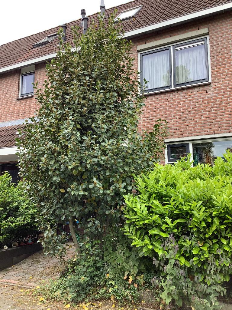Gratis af te halen ! Mega grote soort Hulst achtige struik, Ophalen, Hulst, Struik, 100 tot 250 cm