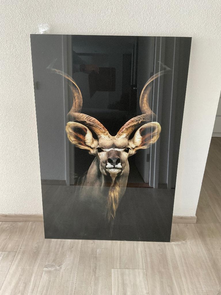 Schilderij Kudu., Ophalen, Zo goed als nieuw, Schilderij, 75 tot 100 cm