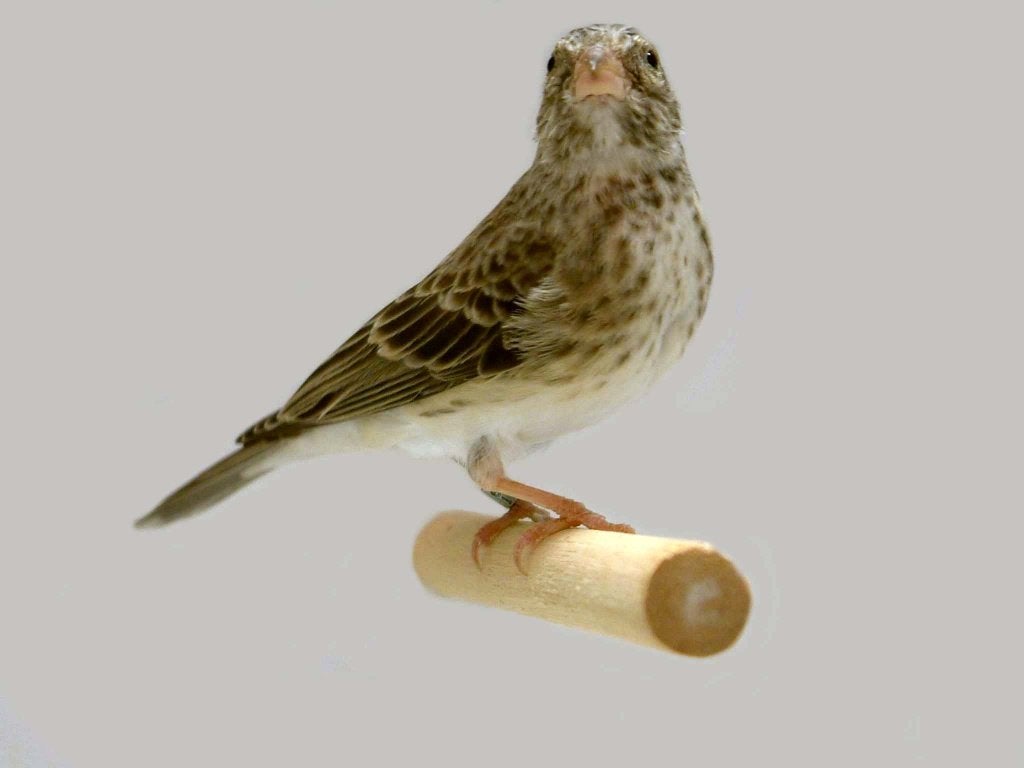 Tropische vogels huisvesten met Avicultuur-LED producten, Meerdere dieren, Tropenvogel