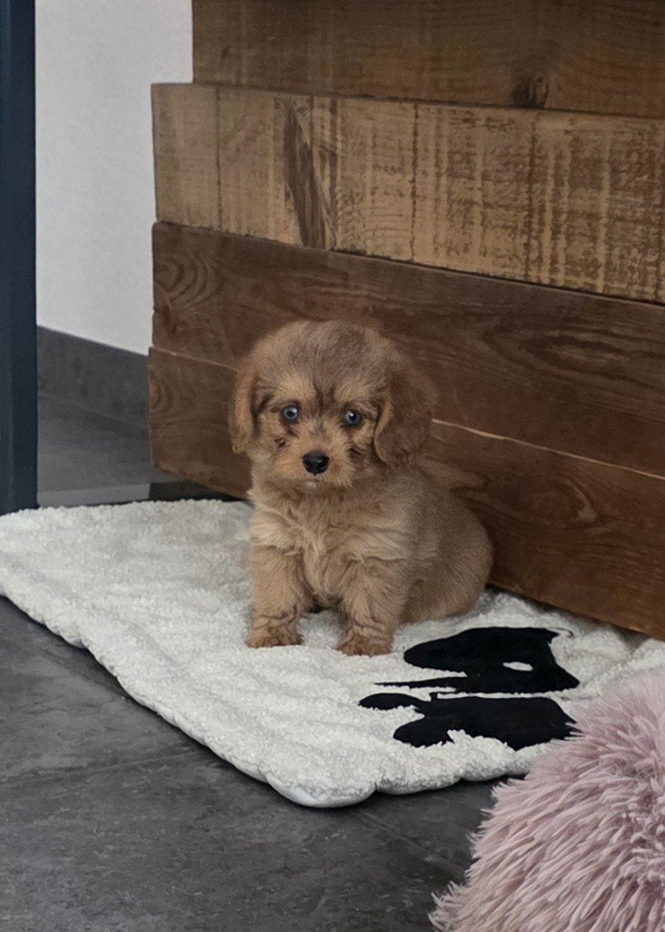 Maltipoo kruisings pups, Dieren en Toebehoren, Honden | Niet-rashonden, Parvo, 8 tot 15 weken, Meerdere, Meerdere dieren