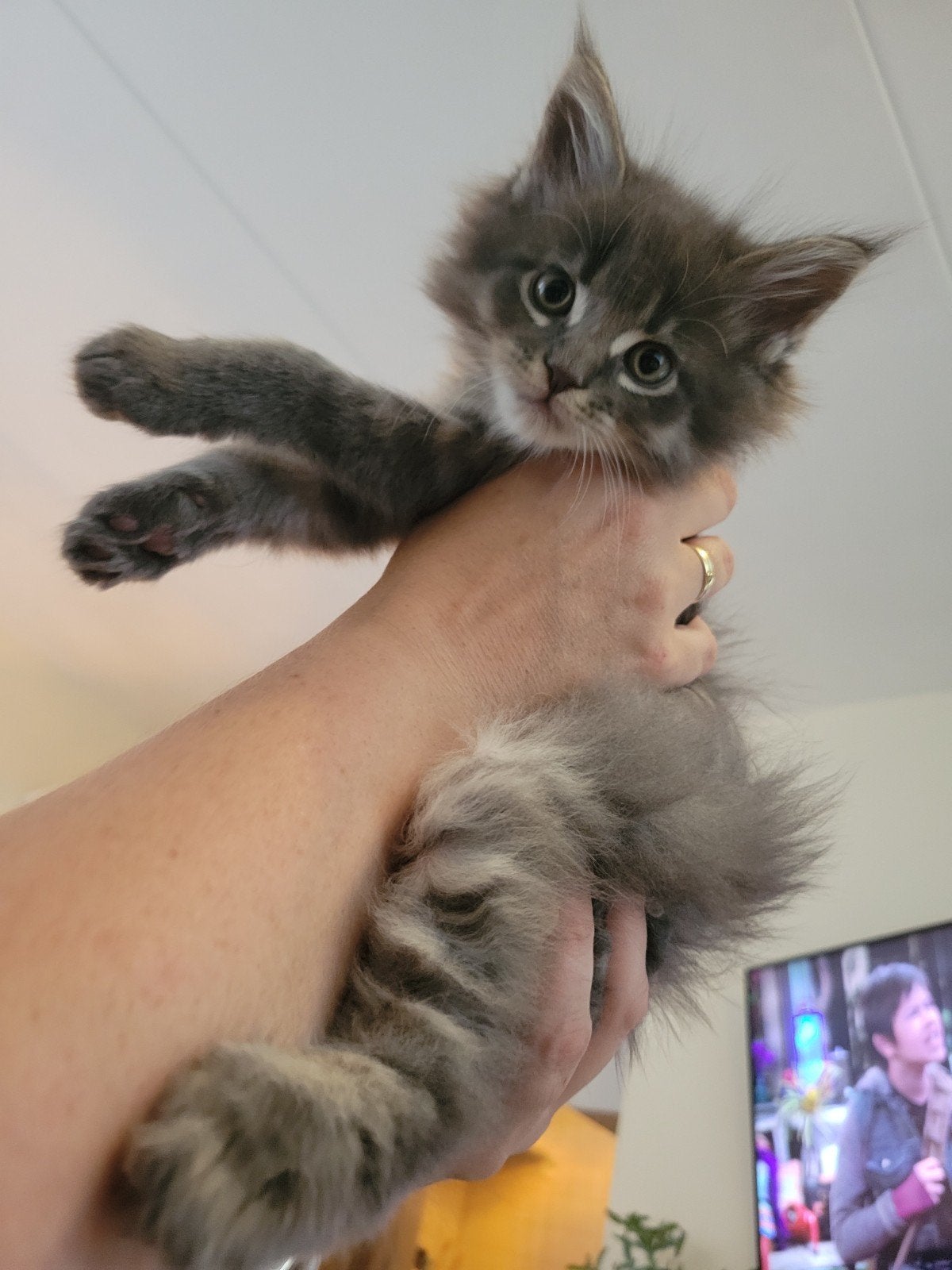 5 (nog 3!) prachtige, volle Maine Coon Kittens, Dieren en Toebehoren, Katten en Kittens | Raskatten | Langhaar, Meerdere dieren