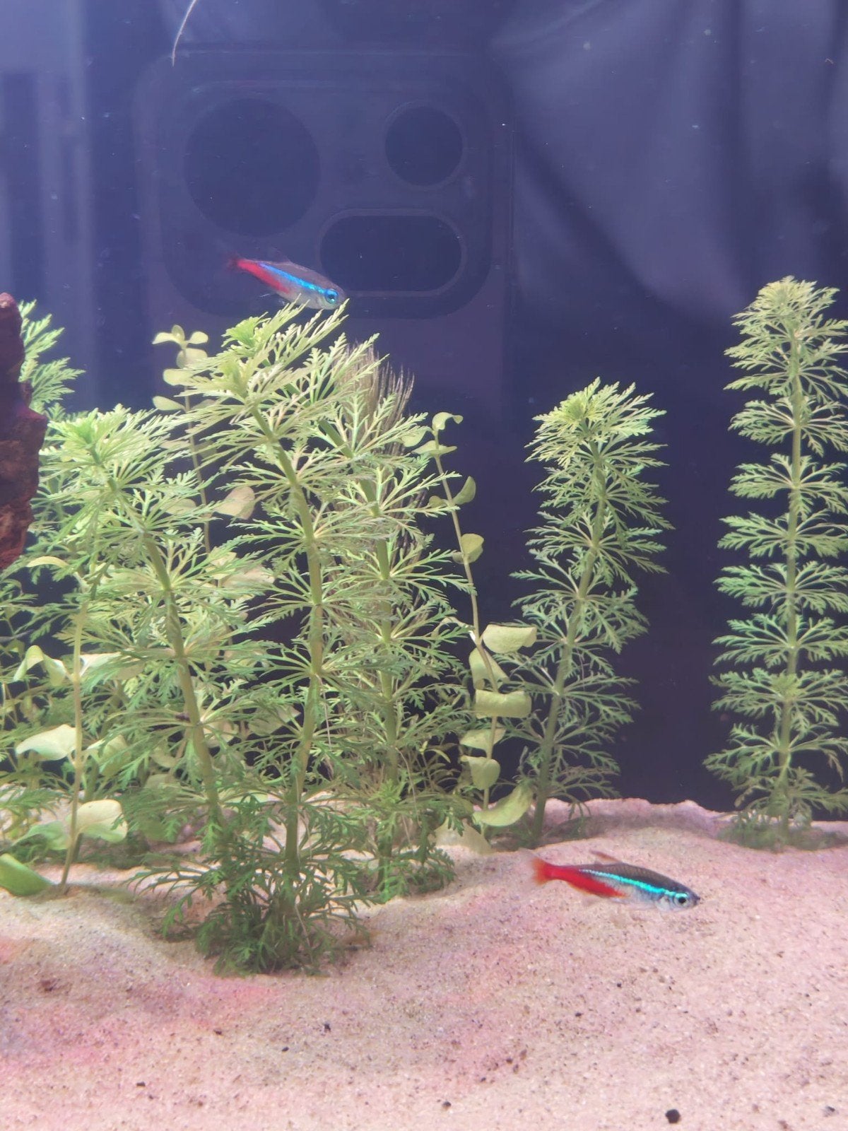 Twee neon tetra's, Vis