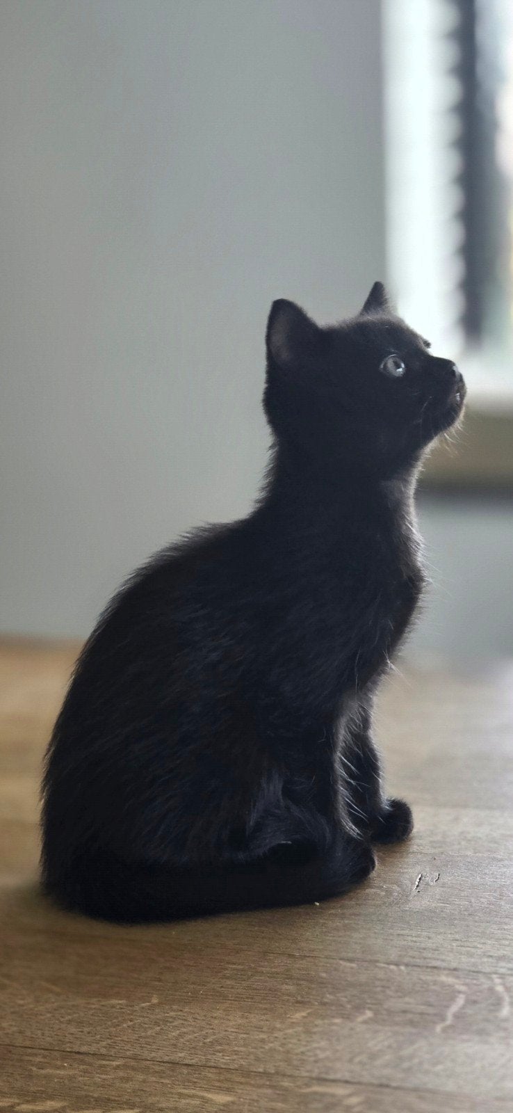 Prachtige kittens, kruising ragdoll, Meerdere dieren