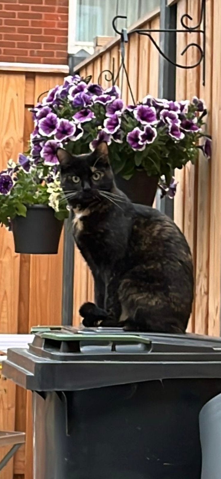 Lief thuis gezocht voor Mysti (vrouwtje], Dieren en Toebehoren, Katten en Kittens | Overige Katten, Poes