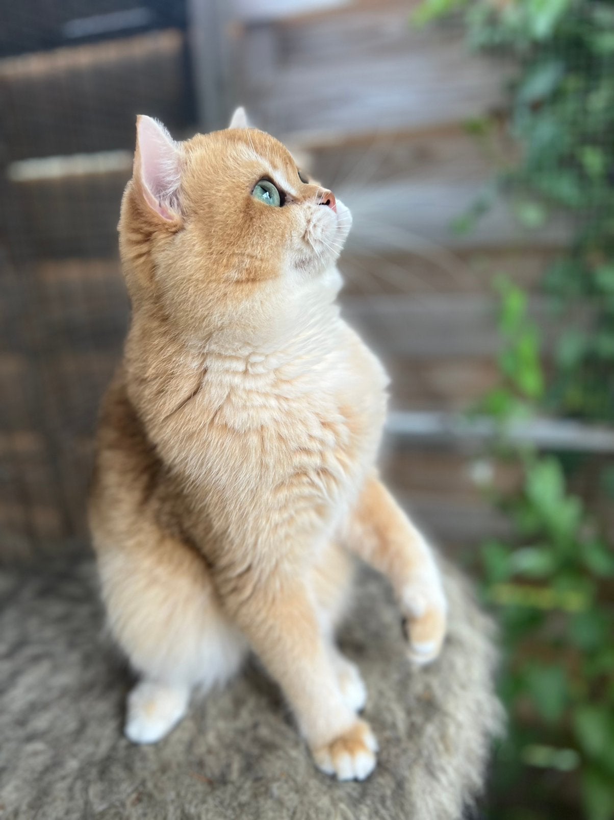 Brits korthaar dekkater ( niet te koop)