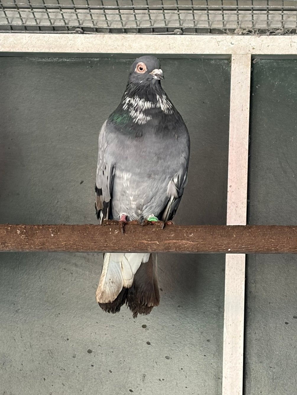 Sierduif, Dieren en Toebehoren, Vogels | Duiven, Geslacht onbekend, Overige soorten