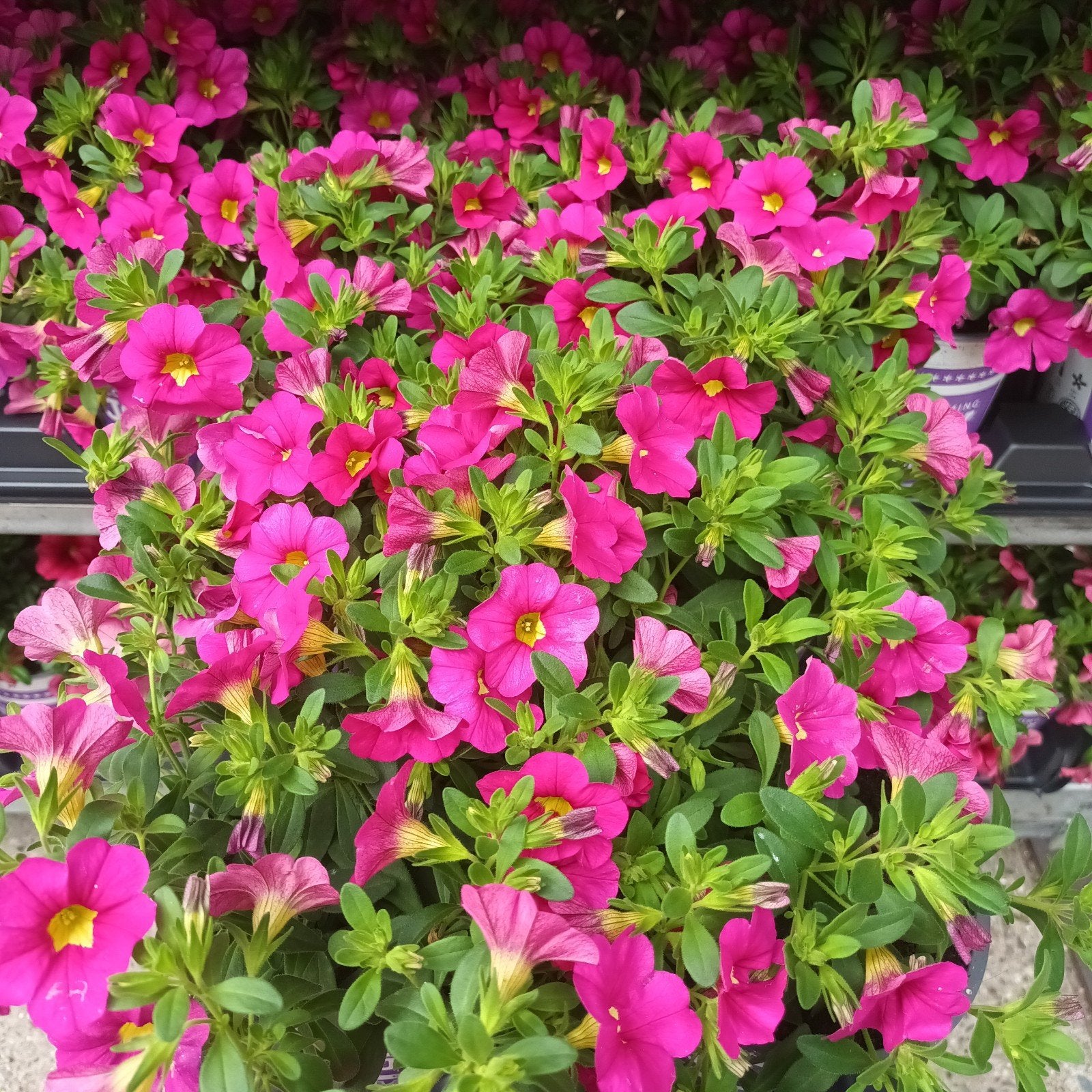 Groot assortiment Perkplanten vanaf 1,-, Volle zon, Eenjarig, Zomer, Ophalen