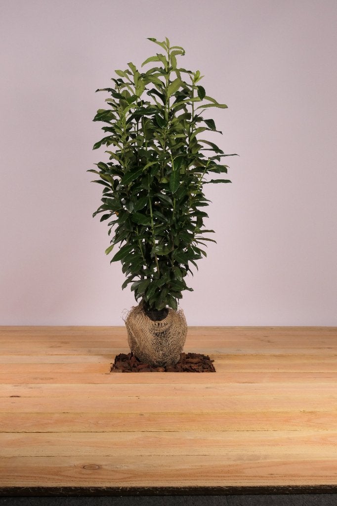 Laurier Genolia (groenblijvende haag), Tuin en Terras, Ophalen, Laurier, Haag, Minder dan 100 cm