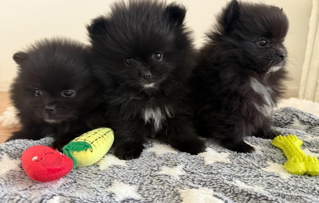 Pomeriaan/ Pomerianen Dwergkees puppy’s te koop, Keeshond, 8 tot 15 weken, Parvo, Meerdere