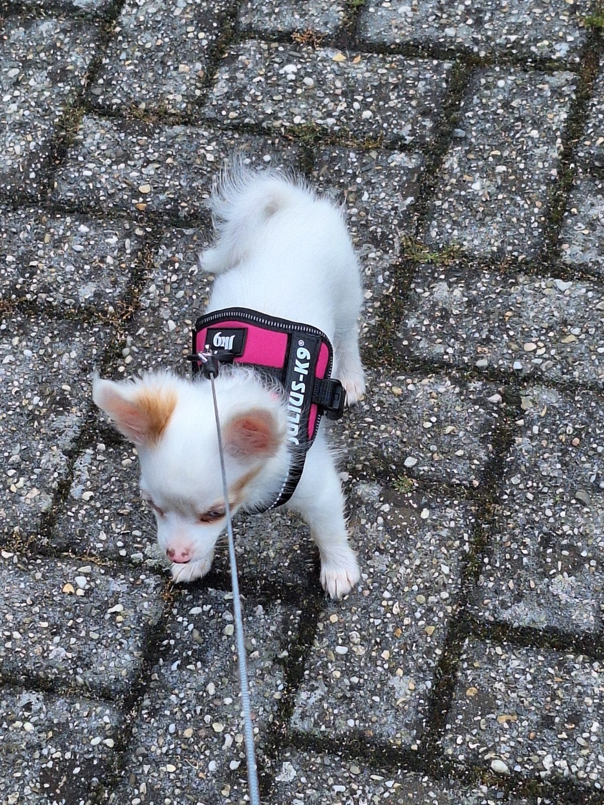 Chihuahua langharig pup teefje kruising, 8 tot 15 weken, Teef, Eén hond, Chihuahua