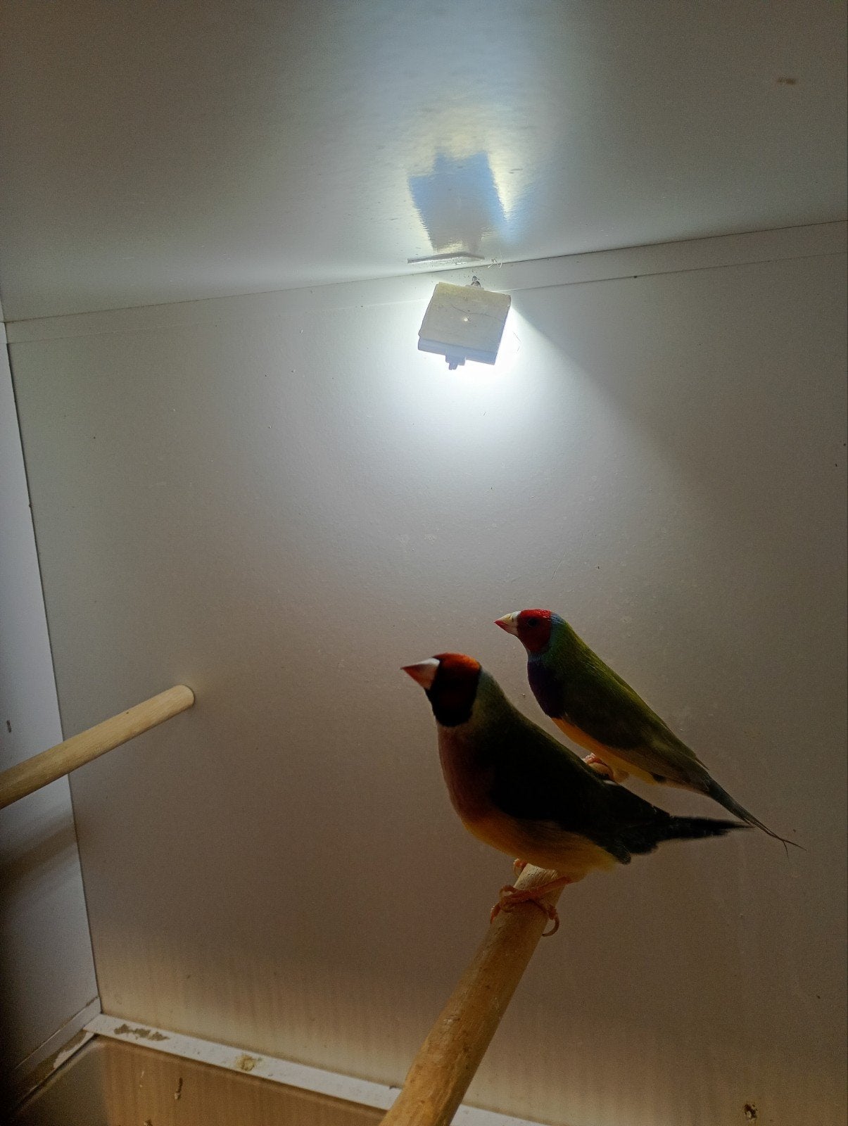 koppel gouldamadines, Dieren en Toebehoren, Meerdere dieren