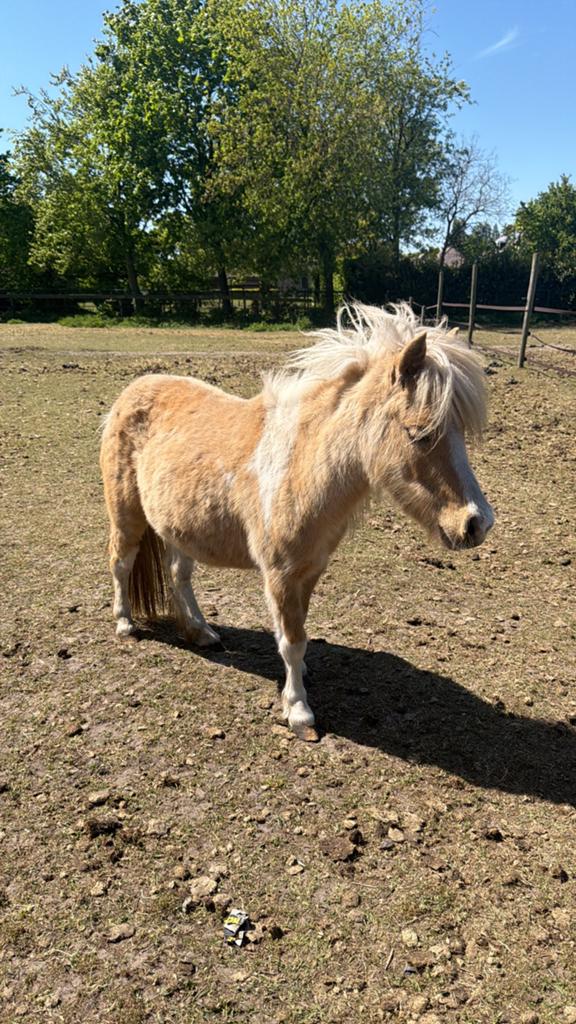 Falabella paardjes, miniatuur paardjes, Dieren en Toebehoren, Merrie, Niet van toepassing, Met stamboom, 3 tot 6 jaar