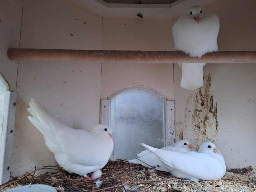 Jonge postduiven (wit en bont), Dieren en Toebehoren, Meerdere dieren, Postduif