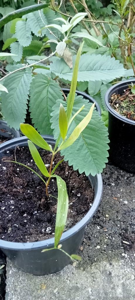 Acacia longifolia planten, Tuin en Terras, Planten | Bomen, Volle zon, Minder dan 100 cm, Zomer, Overige soorten