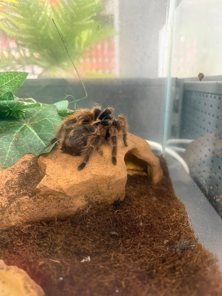 Nhandu Carapoensis