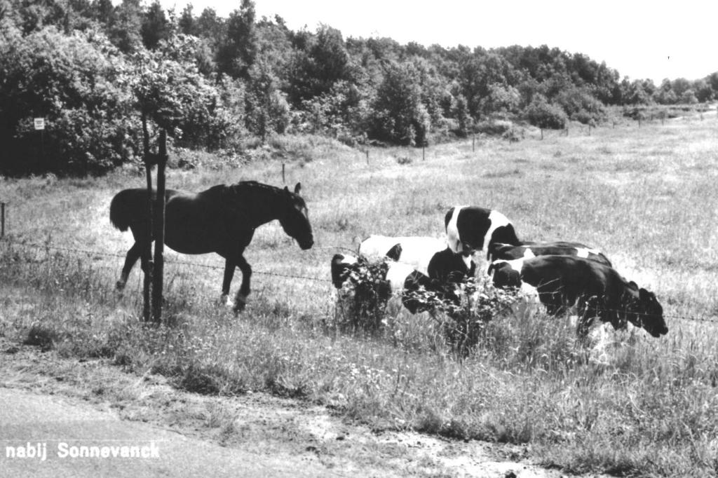 983733 Spier Vakantieoord Sonnevanck Drenthe 1968 Gelopen, Ophalen of Verzenden, 1960 tot 1980, Gelopen, Drenthe