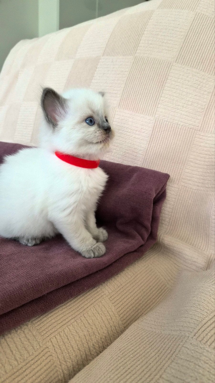 Raszuivere Ragdoll kittens van Mirza&Maysa
(bleupoint), Meerdere dieren