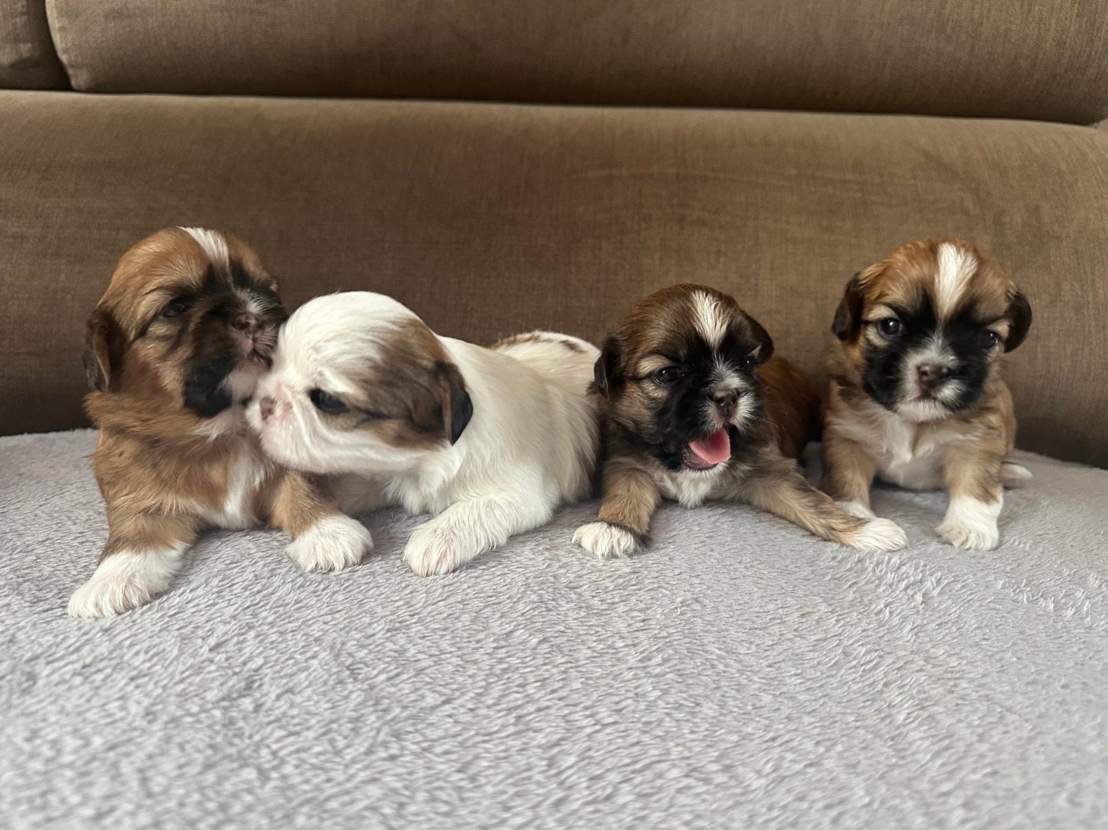 Shih tzu pups, Overige rassen, 8 tot 15 weken, Teef, Meerdere